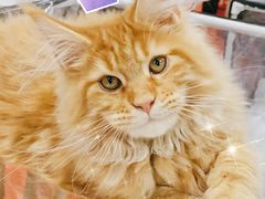 -70cat德文卷毛猫·缅因猫纯种猫舍