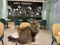 -安格丽娜·狗咖·猫咖羊驼咖(春熙路百盛商场店)