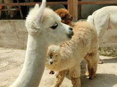 -栾川竹海野生动物园