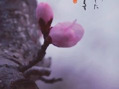 -桃花堤公园