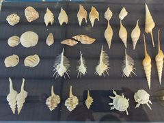 -上海海洋大学鱼文化博物馆(军工路校区)