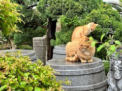 -龙华素斋(龙华路店)