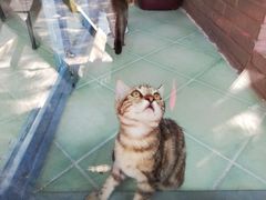 -喵屿·大理花园猫咖