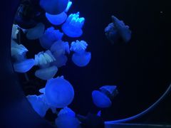 -大连圣亚海洋世界