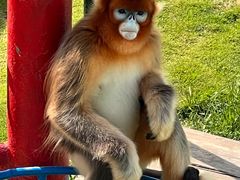 -西霞口神雕山野生动物世界