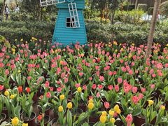 -南宫五洲植物乐园