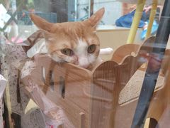 -猫咪派对(江南西店)