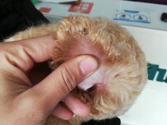 -顺强宠物诊所·狂犬免疫·夜诊·骨科(嘉定店)