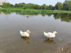 -太阳宫公园