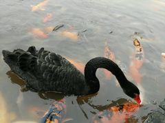 -成都大熊猫繁育研究基地