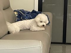 -翊宠yipet猫狗购宠庄园