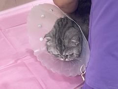 -北京观赏动物医院·24小时大型综合·猫专科·异宠专科