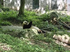-都江堰中华大熊猫苑