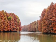 -上海海湾国家森林公园