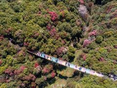 -贵州百里杜鹃风景名胜区