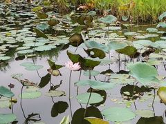 -映月湖公园