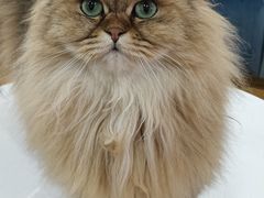 -滚猫咖啡·猫咖·猫友好撸猫(未来城店)