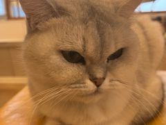 -Let's go狗咖·猫咖·奶狗·桌游(春熙路IFS店)