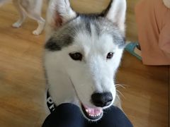 -Husky Go! 哈士奇体验馆·宠物咖啡厅狗咖