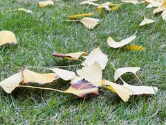 -重庆市江北嘴中央商务区中央公园