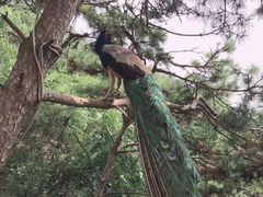 -燕塞湖鸟语林景区