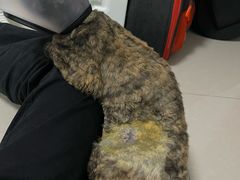 -御宝贝24h宠物医院·转诊中心·CT核磁血透中心(厦门总院)