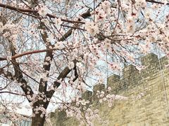 -桃花堤公园