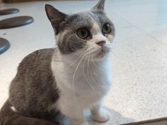 -飞行喵MR PILOT|猫舍·猫咖(静安大融城店)