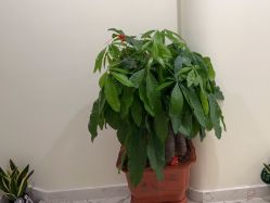 -海涛医疗美容·面部抗衰·注射美鼻