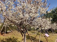 -天适樱花悠乐园