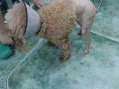 -伟伟宠物医院·CT影像中心·瑞派犬猫综合性门诊(汉口总院)