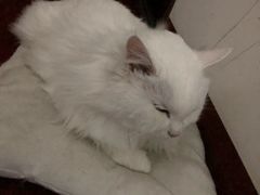 -瑞鹏宠物医院·爱宠堂·骨外专科(西荷分院)