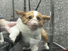 -宠物家(角门东店)