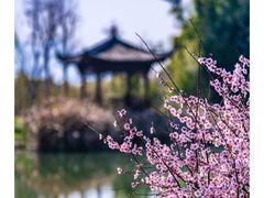 -三垟湿地