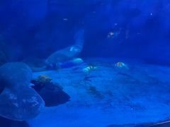 -烟台海昌鲸鲨海洋公园