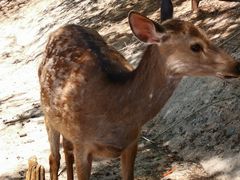 -北京鹿世界主题园