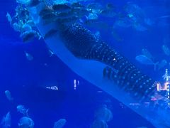 -烟台海昌鲸鲨海洋公园