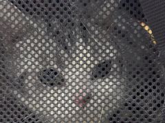 -四月宠物医院·猫专科·心脏专科·内科(转塘店)