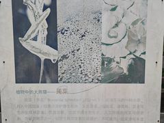-腾冲北海湿地