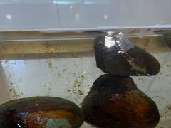 -十八字金·银饰·开蚌DIY·手工体验团建(富力广场店)