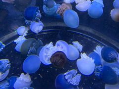-芜湖新华联大白鲸海洋公园