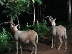 -清迈夜间动物园
