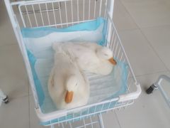 -怪兽屋·羊驼·猫咖·狗咖(俊华广场店)