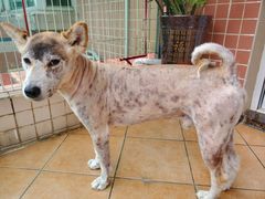 -爱诺耐芙动物医院(万博店)