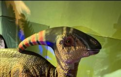 -恐龙探索乐园(磁器口店)