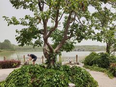 -塘沽森林公园