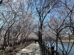 -桃花堤公园