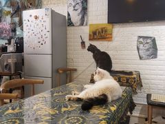 -平行世界·猫咖(首经贸店)