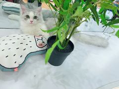 -COLOR PETS 撸猫馆·购猫·猫咖(长风大悦城店)