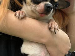 -藦茜花园宠物主题亲子互动体验馆(国顺东路店)